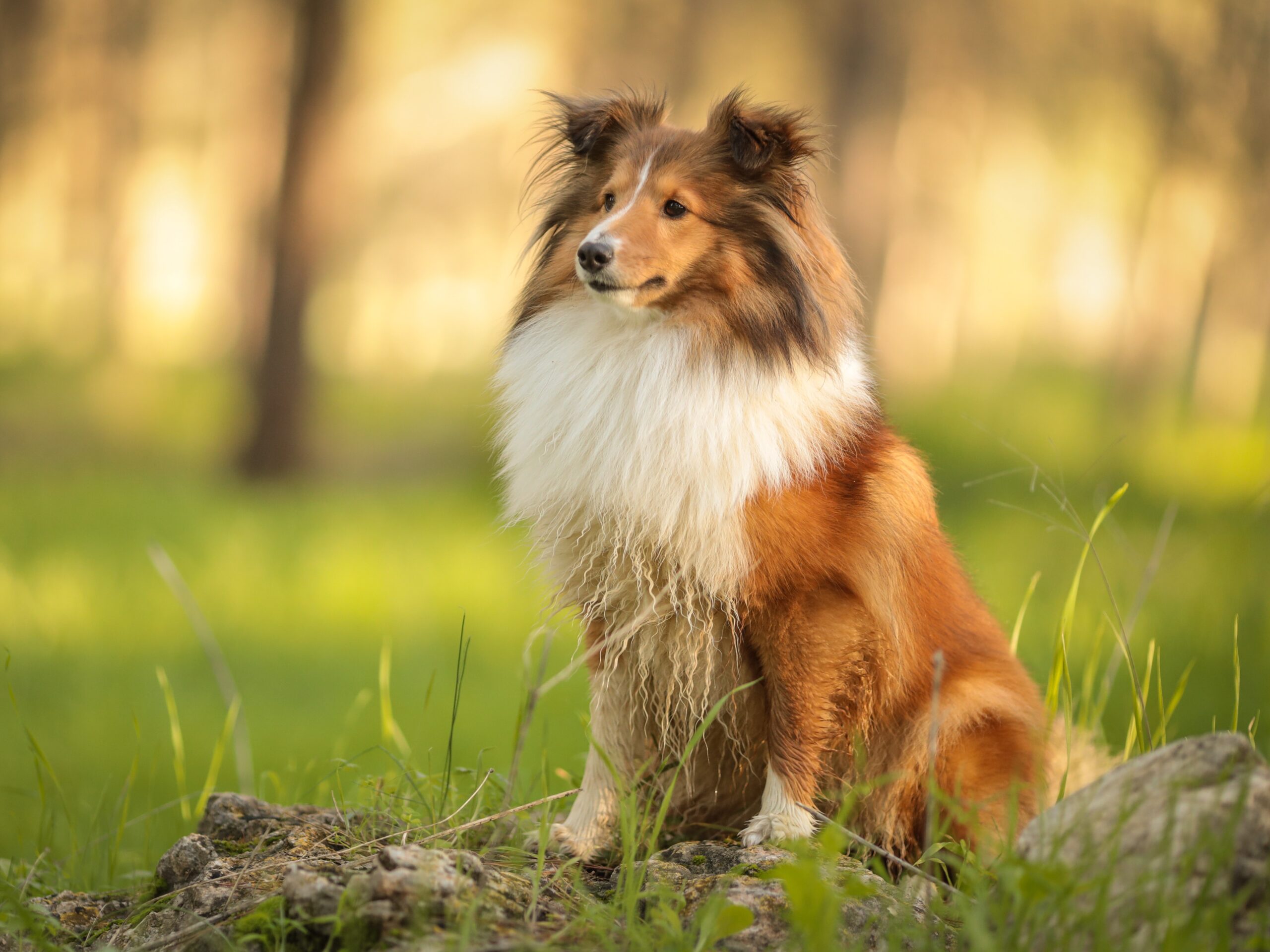 Astéria Babésia Anaplasma