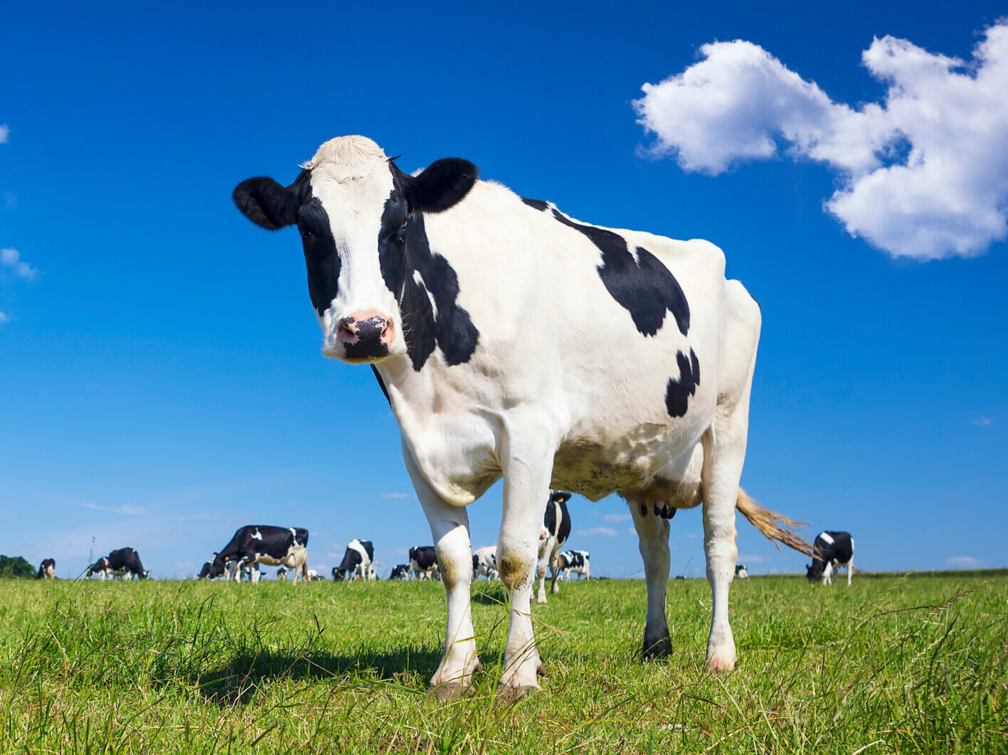 Rhéa Anaplasma selective