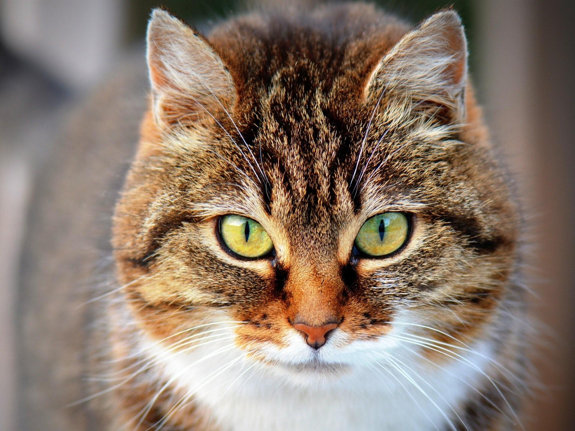 Asteria-Chlamydia-felis-coryza - Enalees