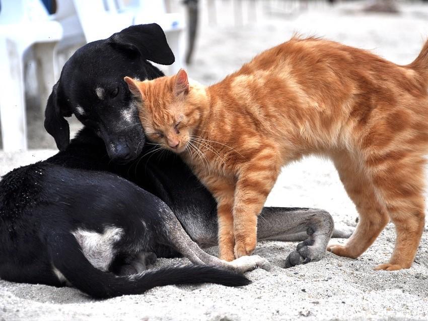 Enalees-enteropathies-chien-chat