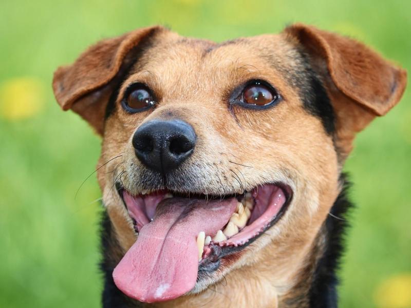 Enalees-maladies-tique-lepto-chien