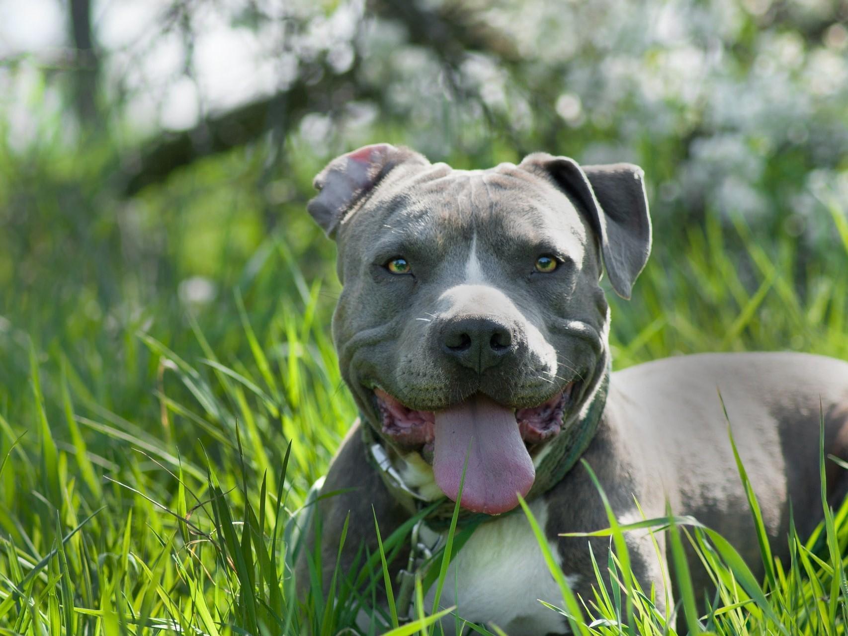 Enalees-maladies-tique-lepto-chien