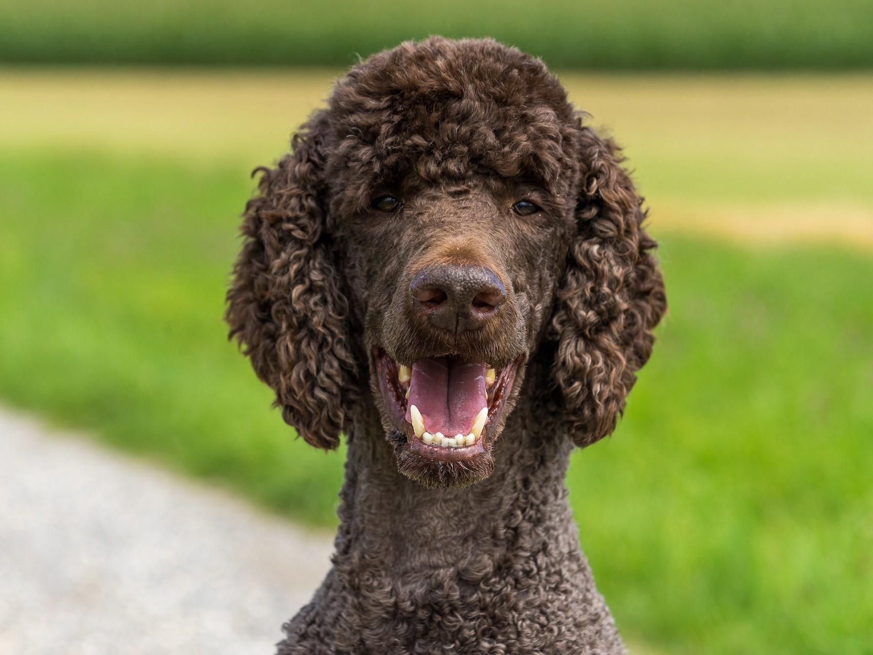 Enalees-maladies-tique-lepto-chien