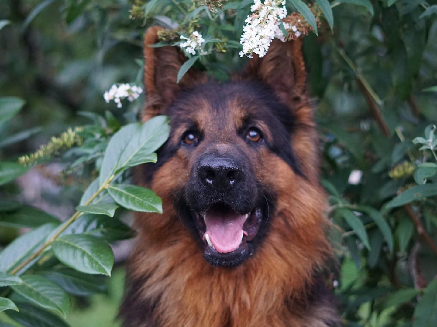 Enalees-maladies-tique-lepto-chien