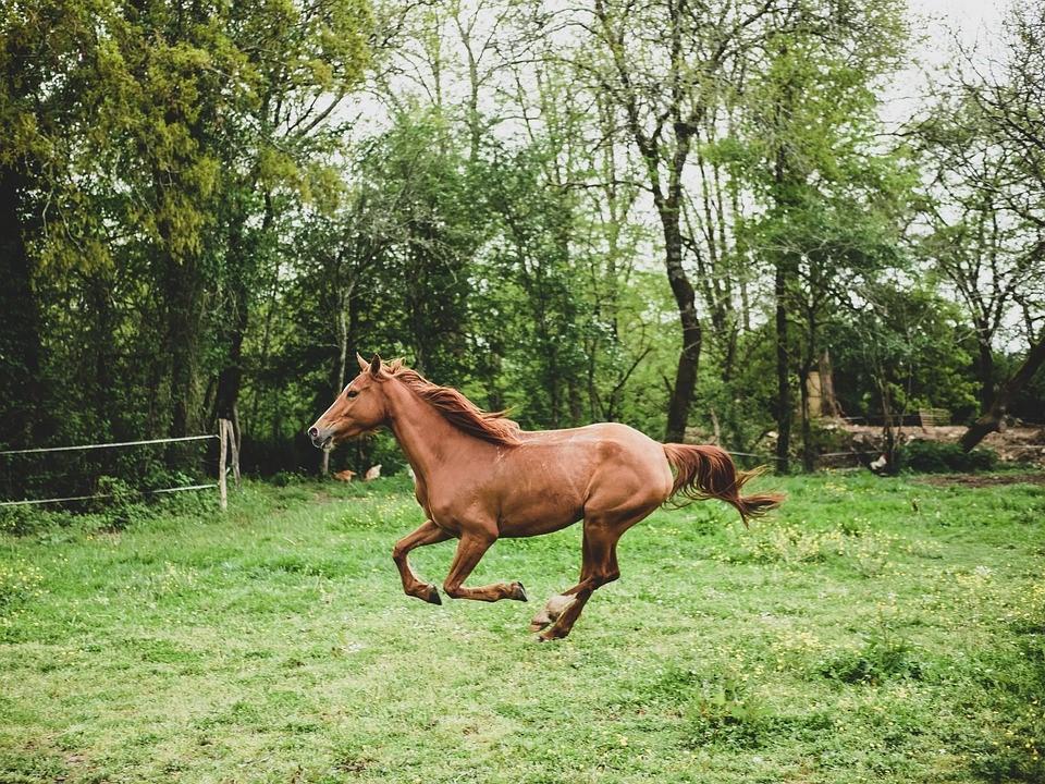 Enalees-maladies-piro-like-chevaux