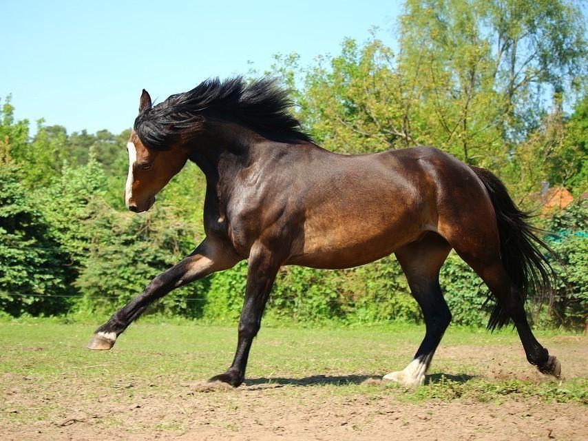 Enalees-maladies-piro-like-chevaux