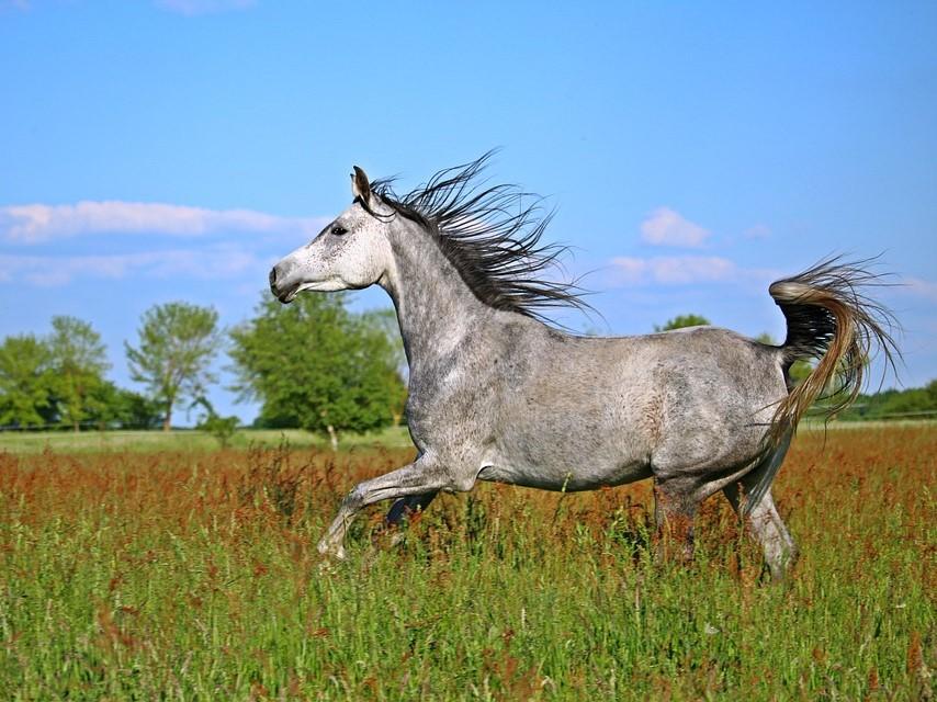 Enalees-maladies-piro-like-chevaux