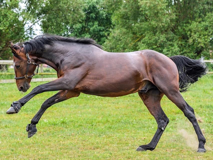 Enalees-maladies-piro-like-chevaux