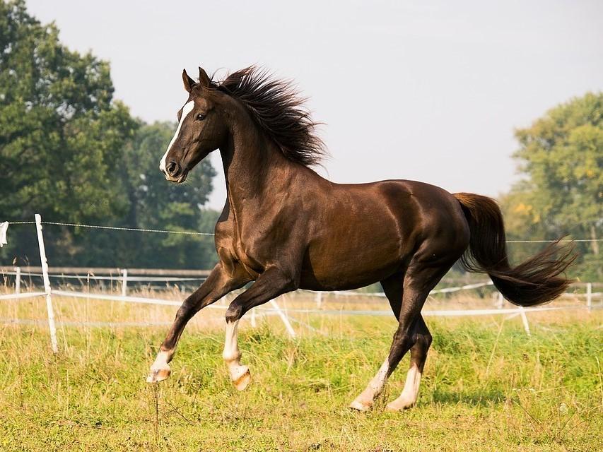 Epona Panel Piro-Like