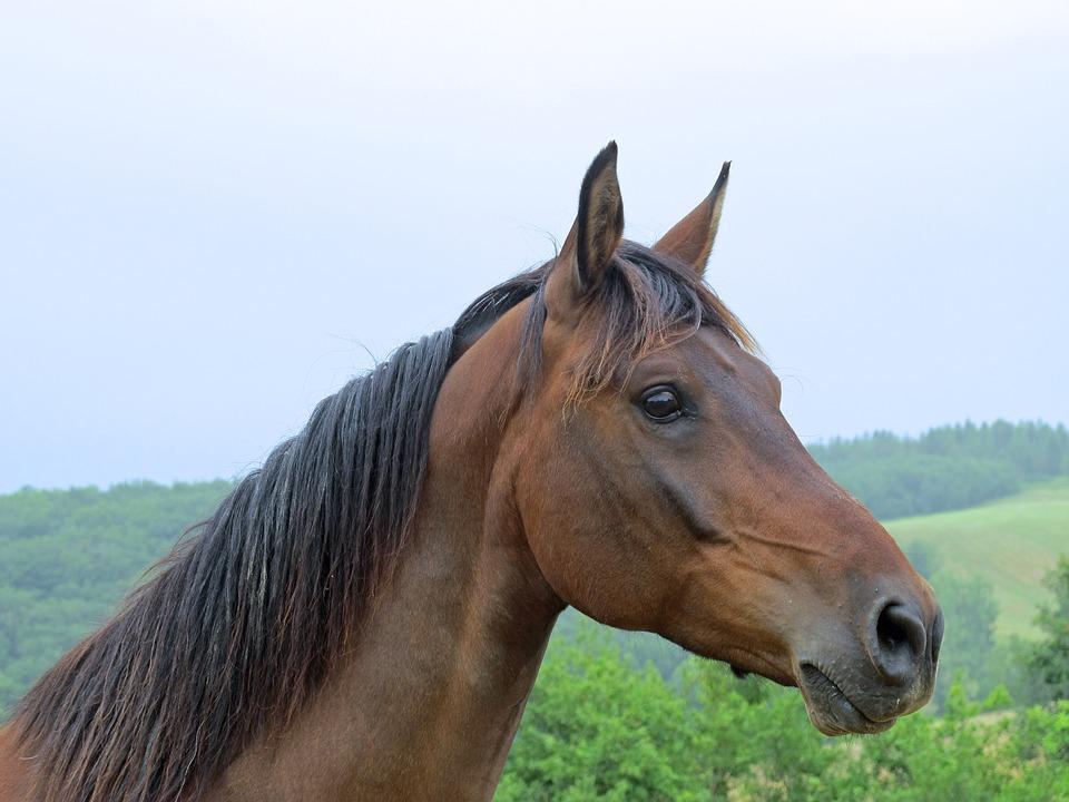 Enalees-maladies-respiratoires-chevaux