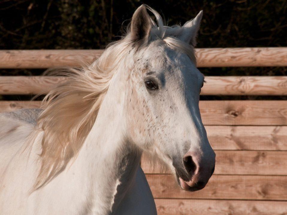 maladies- produit-respi (14) - Enalees