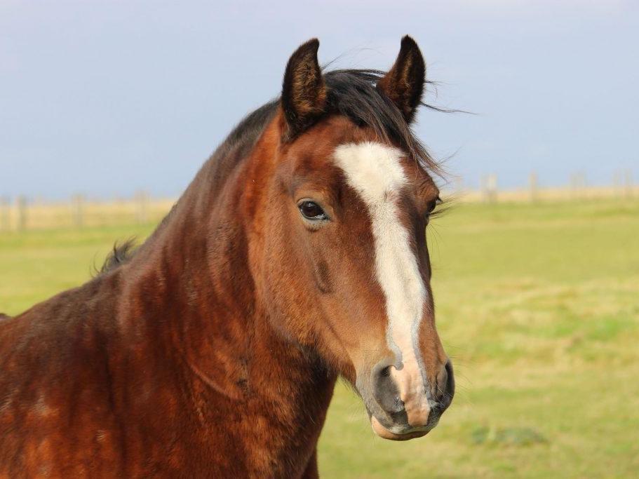 maladies- produit-respi (14) - Enalees