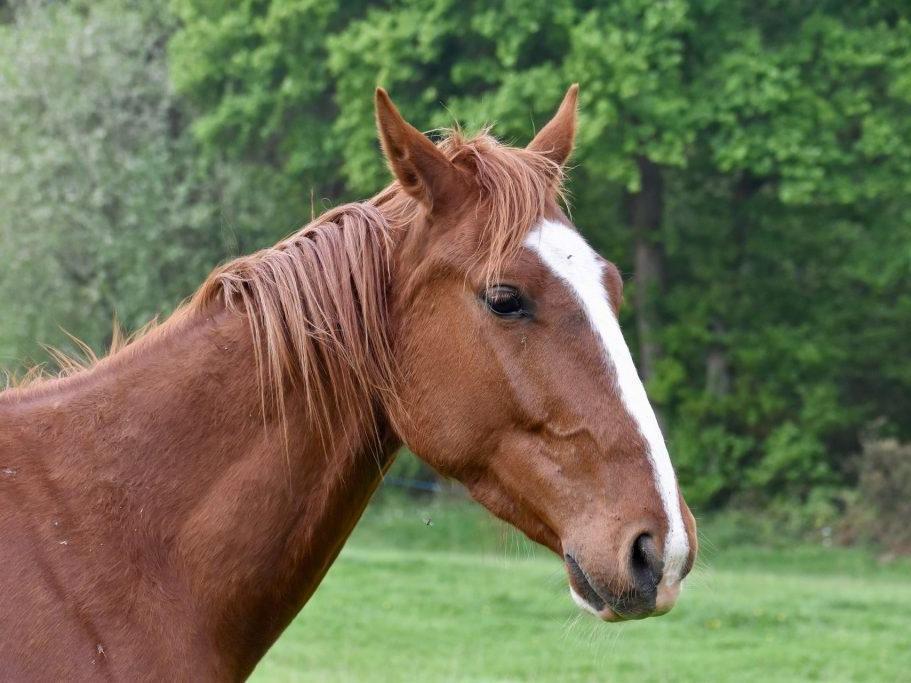 enalees-maladies- produit-respi (15) - Enalees