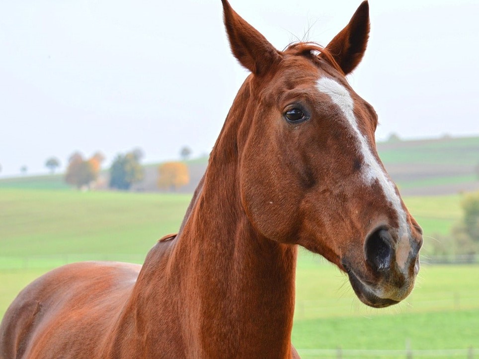 Epona EHV-1 & 4 + Influenza + Streptoc. E. + Z. (Nasentupfer)