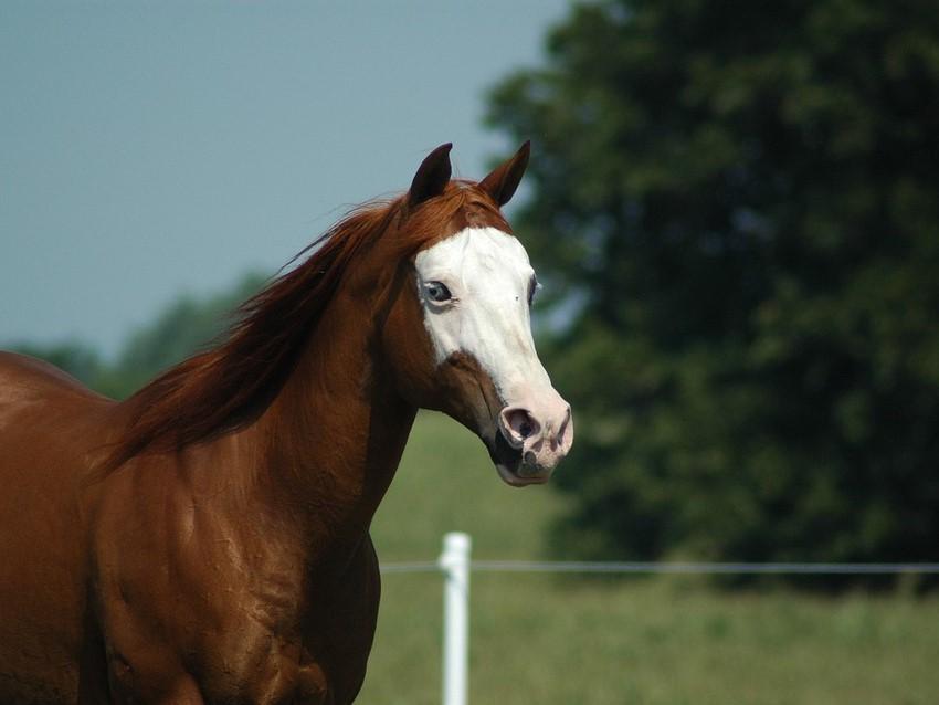 Enalees-maladies-respiratoires-chevaux