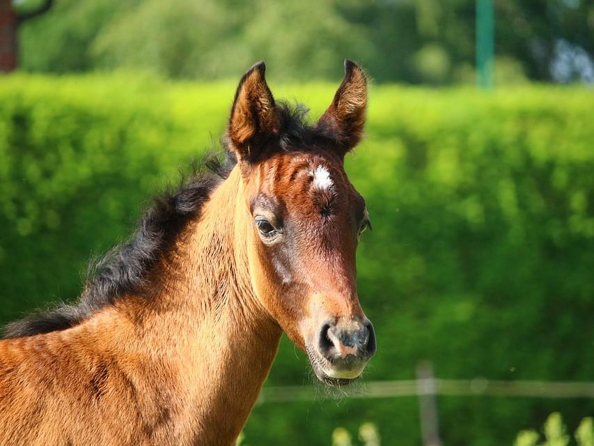 Enalees-maladies-respiratoires-chevaux
