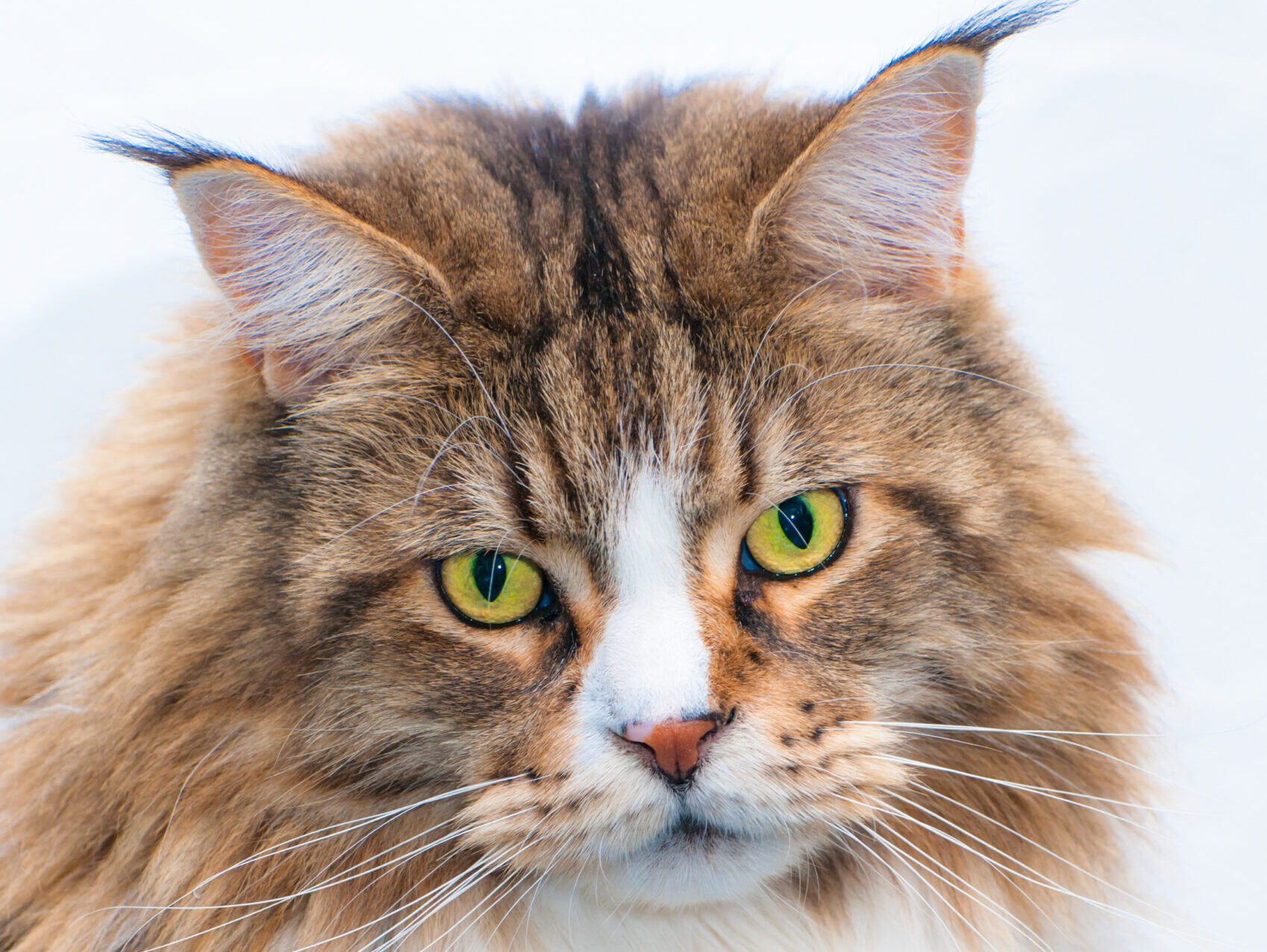 Astéria Feline Respiratory Panel