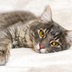 Astéria Feline Coronavirus