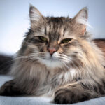 Astéria Mycoplasma felis