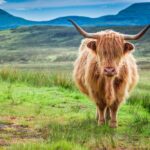 Rhéa Mycoplasma bovis