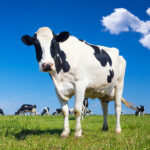 Rhéa Anaplasma selective