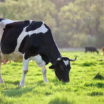 Rhéa Panel Vektorerkrankungen