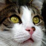 Astéria Panel Coryza