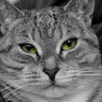 Enalees-coryza-chat