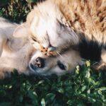 Enalees-enteropathies-chien-chat