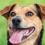 maladies-a-tiques-lepto (6) - Enalees