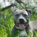 Enalees-maladies-tique-lepto-chien