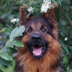 Enalees-maladies-tique-lepto-chien