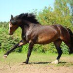 Enalees-maladies-piro-like-chevaux