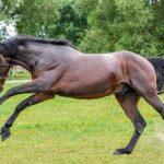 Enalees-maladies-piro-like-chevaux