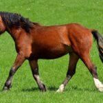 Enalees-maladies-piro-like-chevaux