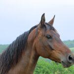 Enalees-maladies-respiratoires-chevaux