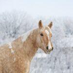 Enalees-maladies-respiratoires-chevaux