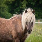 Epona EHV-1, 2, 4 & 5 + Influenza + Streptoc. E. (Luftsack)