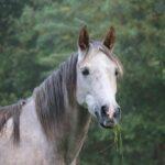 Epona Panel Herpès Lavages