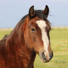 Enalees-maladies-respiratoires-chevaux