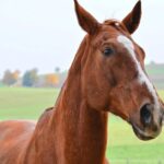 Epona Panel Respiratoire Strepto + ENP