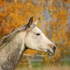 Enalees-maladies-respiratoires-chevaux