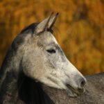 Enalees-maladies-respiratoires-chevaux