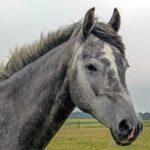 Enalees-maladies-respiratoires-chevaux