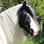 Enalees-maladies-respiratoires-chevaux