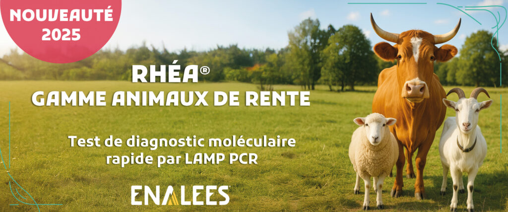 Bannière vache, mouton, chèvre