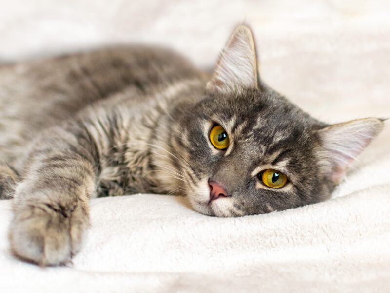 Astéria Feline Coronavirus