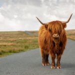 Rhéa Mycoplasma bovis + Pasteurella multocida