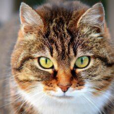 Asteria-Chlamydia-felis-coryza - Enalees
