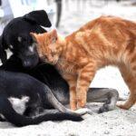 Enalees-enteropathies-chien-chat